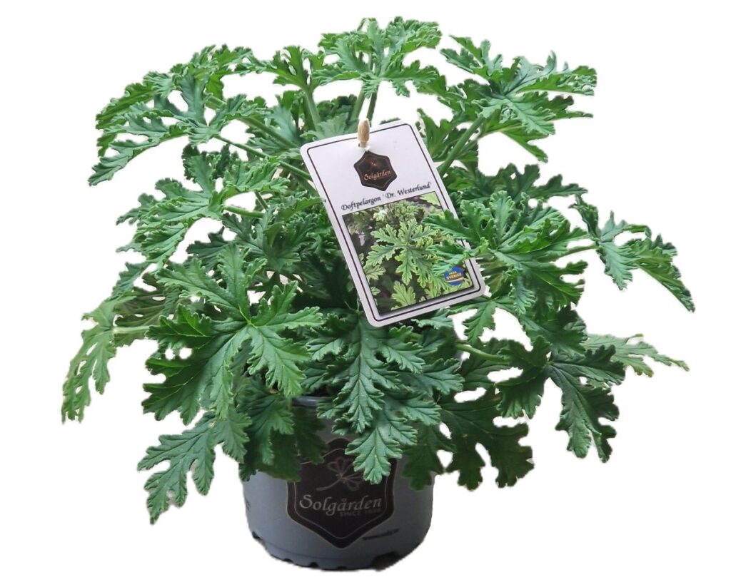 Doftpelargon Dr. Westerlund