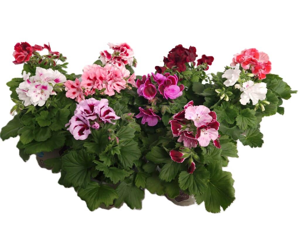 Engelsk Pelargon