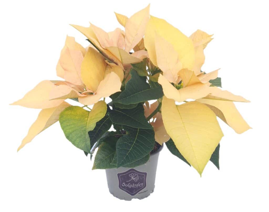 Höststjärna Autumn Leaves 12 cm