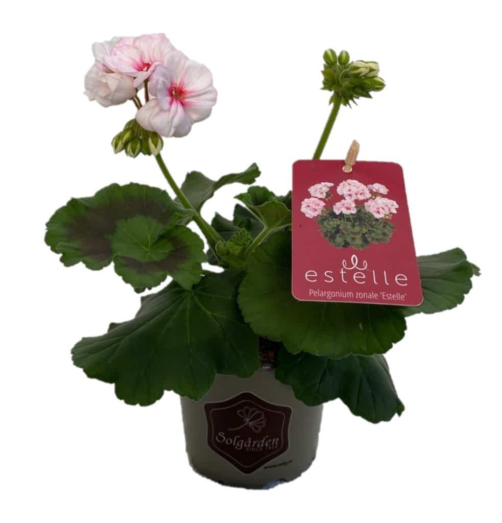 Pelargonium Estelle