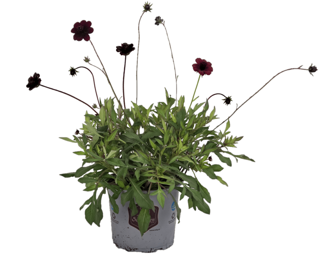 Cosmos Chocamocha