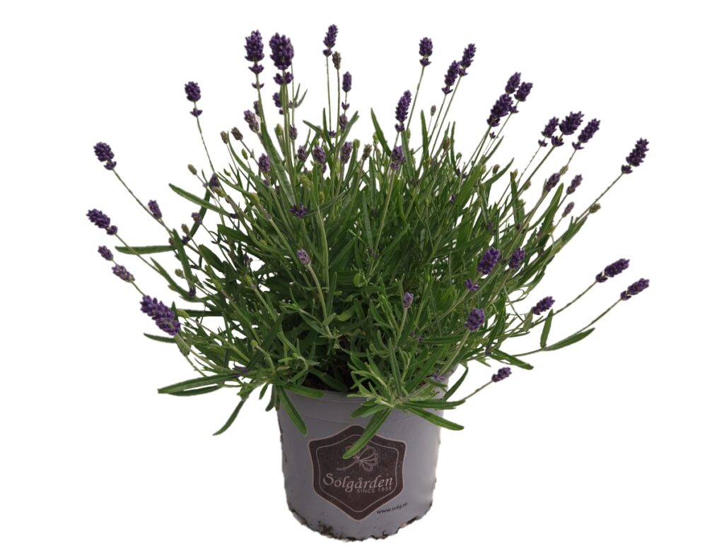 Lavendel 17 cm