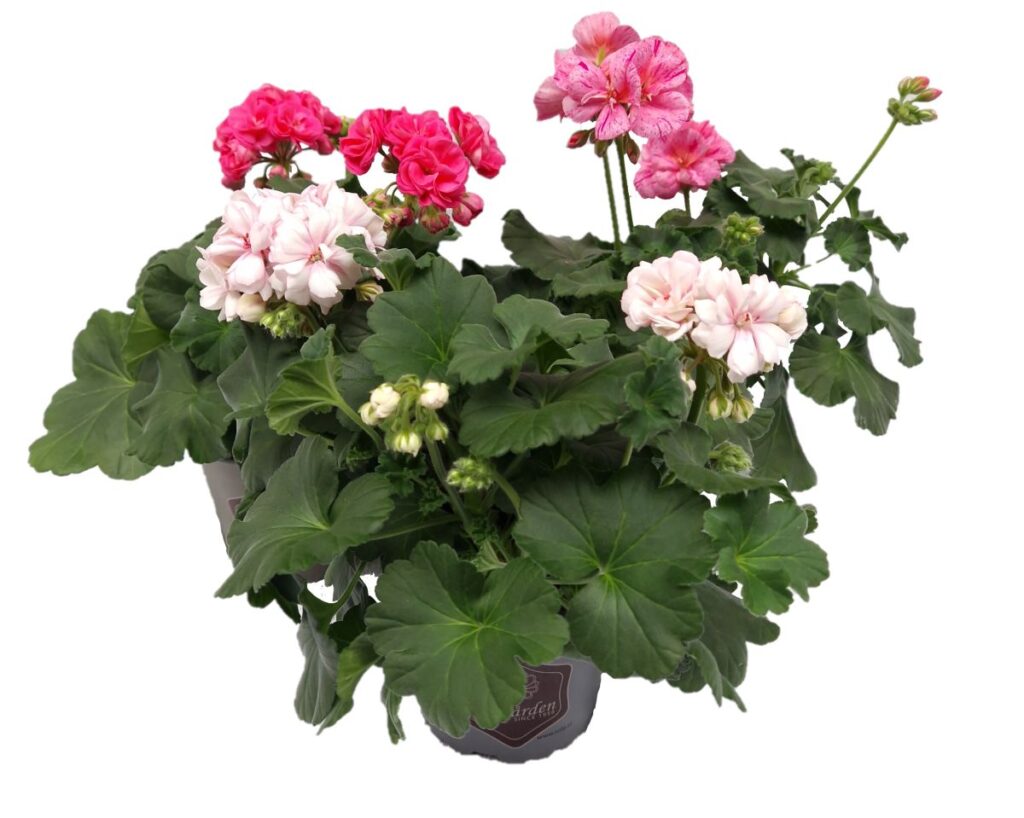 Pelargon Survivor Idols Mix