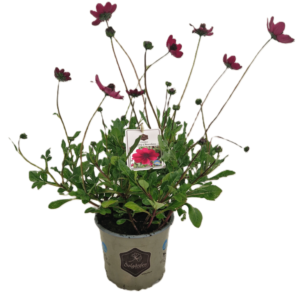 Cosmos Cherry Chocolate