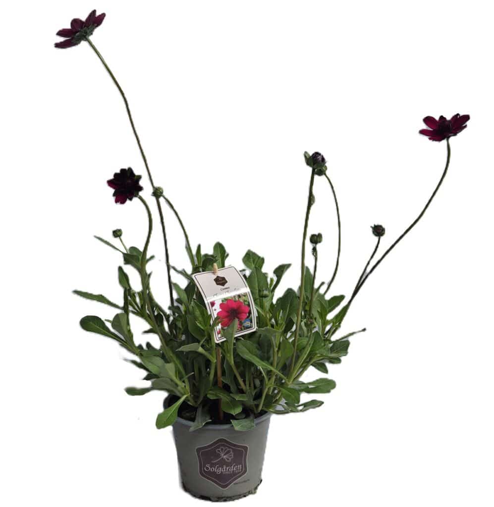 Cosmos Cherry Chocolate